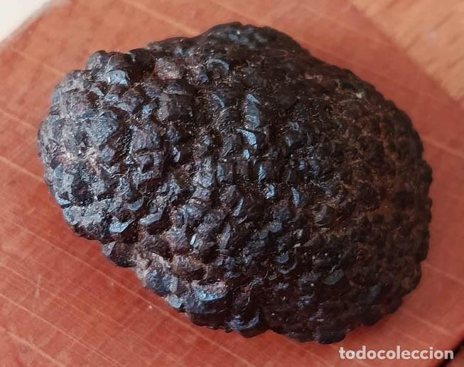 Coleccionismo de minerales: N&oacute;dulo Marcasita limonitizada - Ibiza - Piedra de la Profec&iacute;a / 8.37 g