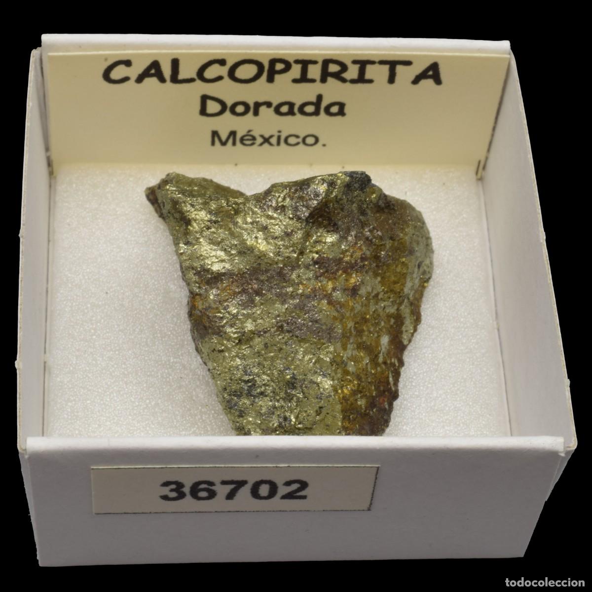 Collectionnisme de min&eacute;raux: CALCOPIRITA Dorada (Mexico) #36702