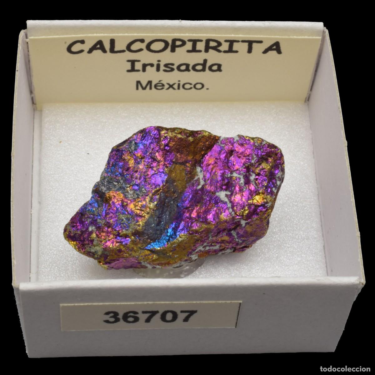 Mineral collecting: CALCOPIRITA Irisada (Mexico) #36707