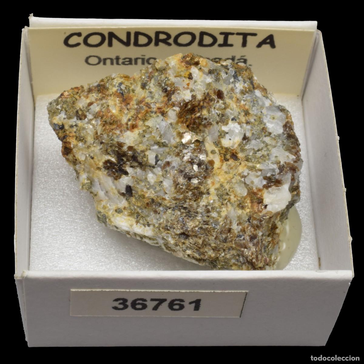 Coleccionismo de minerales: CONDRODITA (Ontario, Canada) #36761