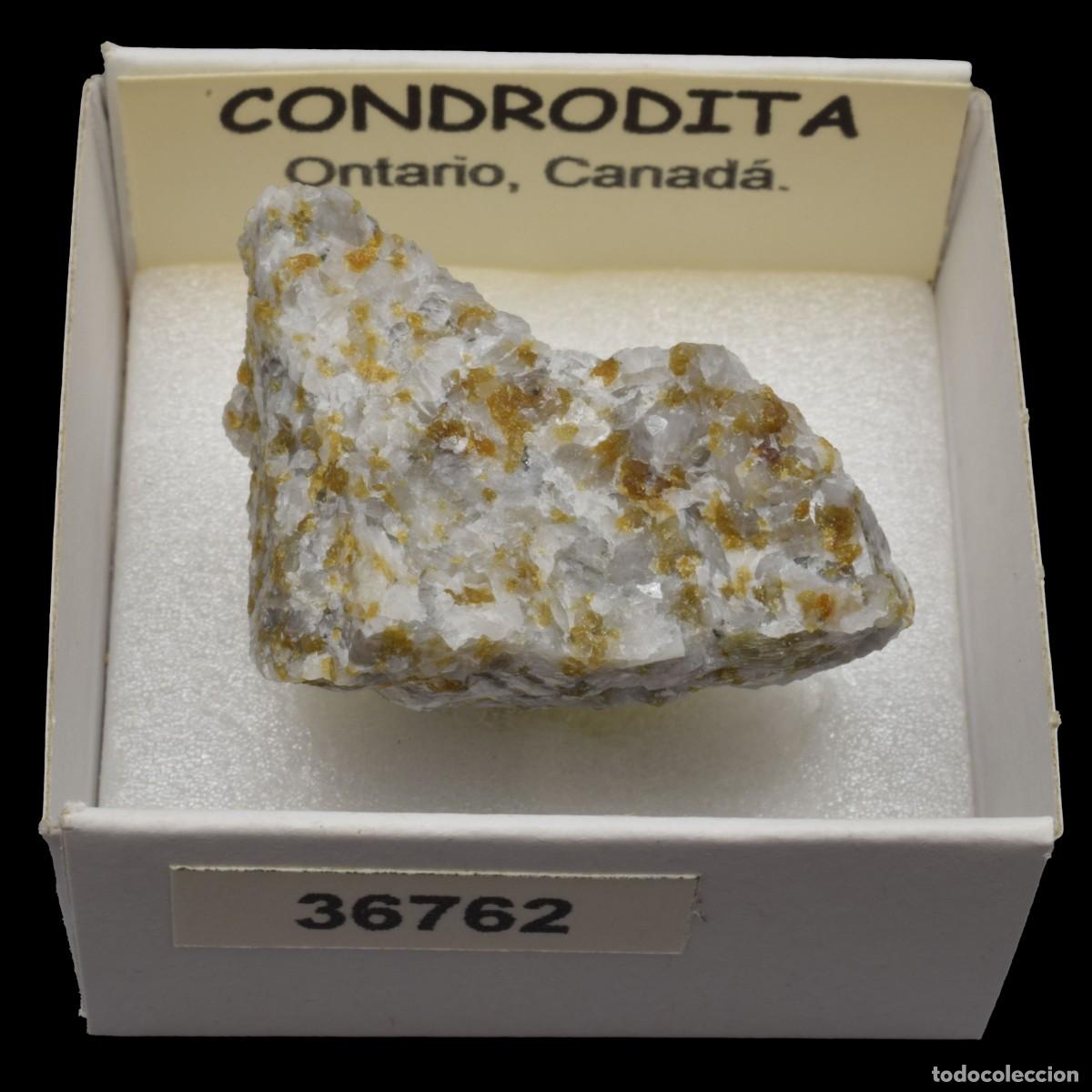 Coleccionismo de minerales: CONDRODITA (Ontario, Canada) #36762