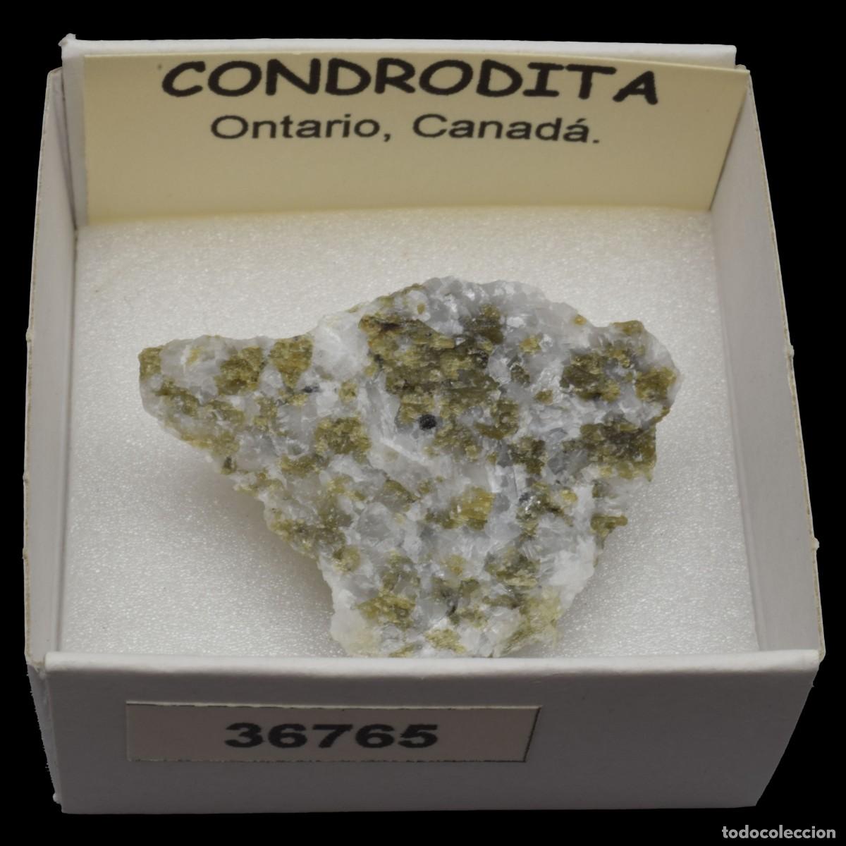 Collectionnisme de min&eacute;raux: CONDRODITA (Ontario, Canada) #36765