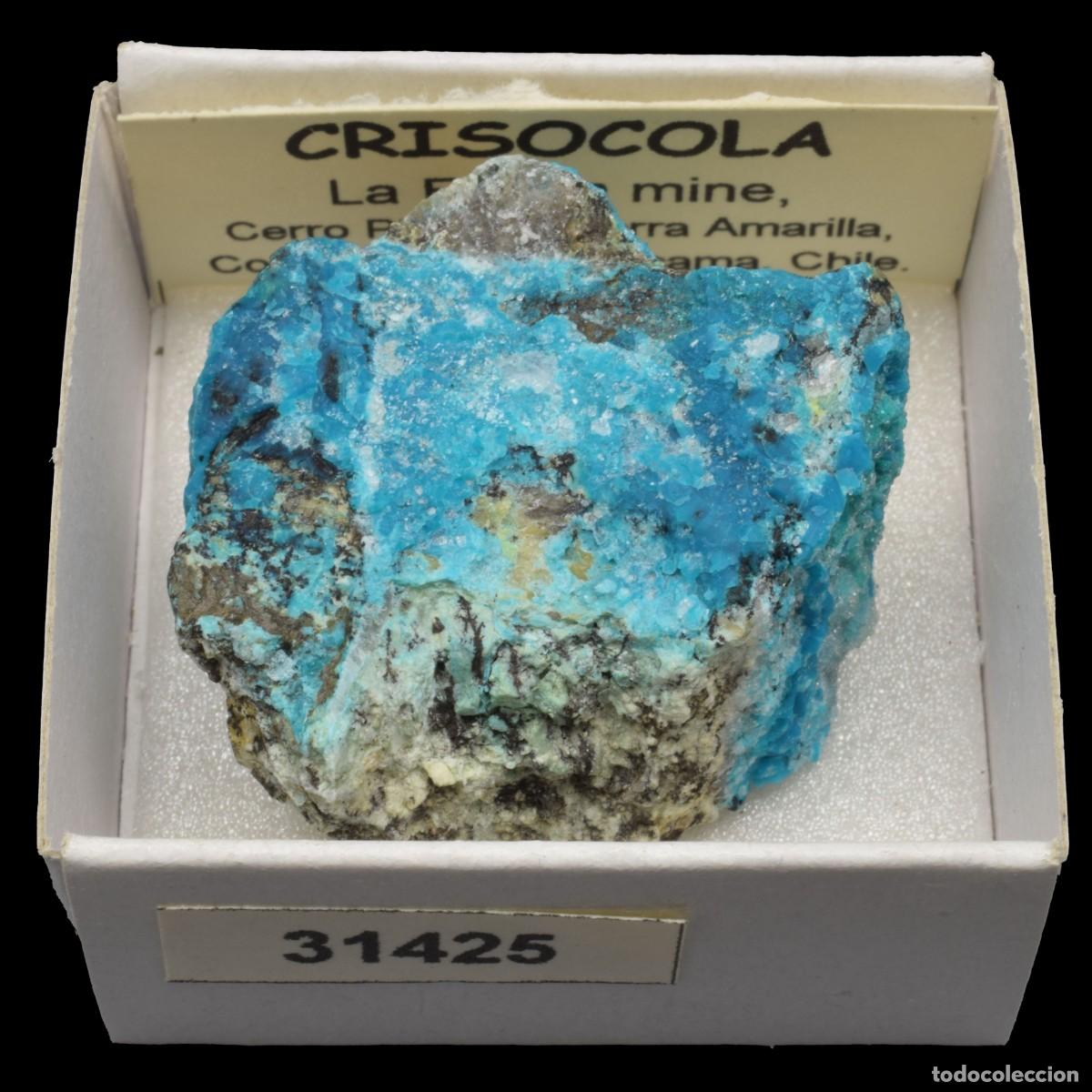 Mineral collecting: CRISOCOLA (La Farola mine, Cerro Pintado, Tierra Amarilla, Copiapo, Atacama, Chile) #31425