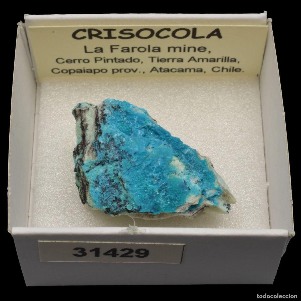 Mineral collecting: CRISOCOLA (La Farola mine, Cerro Pintado, Tierra Amarilla, Copiapo, Atacama, Chile) #31429