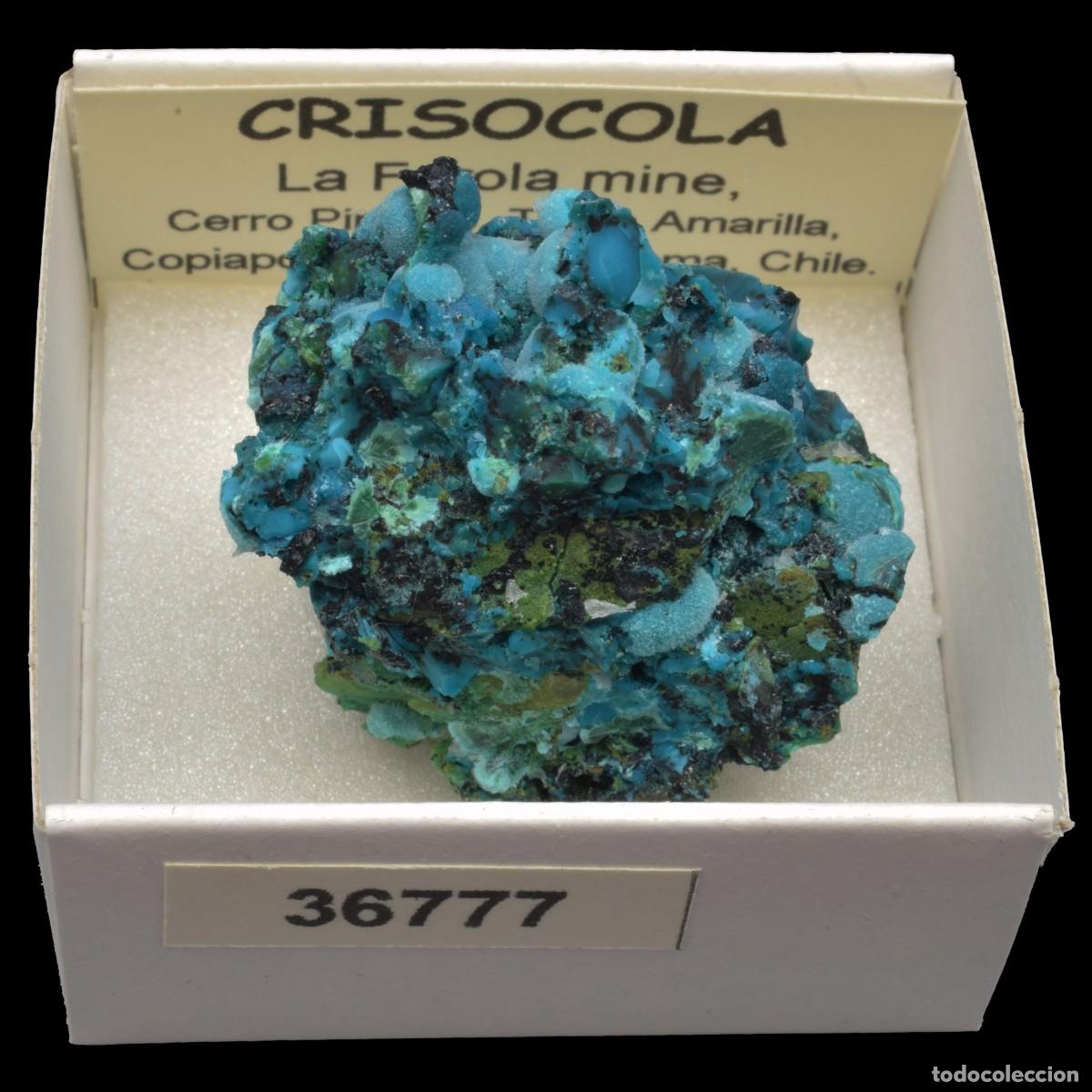 Mineral collecting: CRISOCOLA (La Farola mine, Cerro Pintado, Tierra Amarilla, Copiapo, Atacama, Chile) #36777