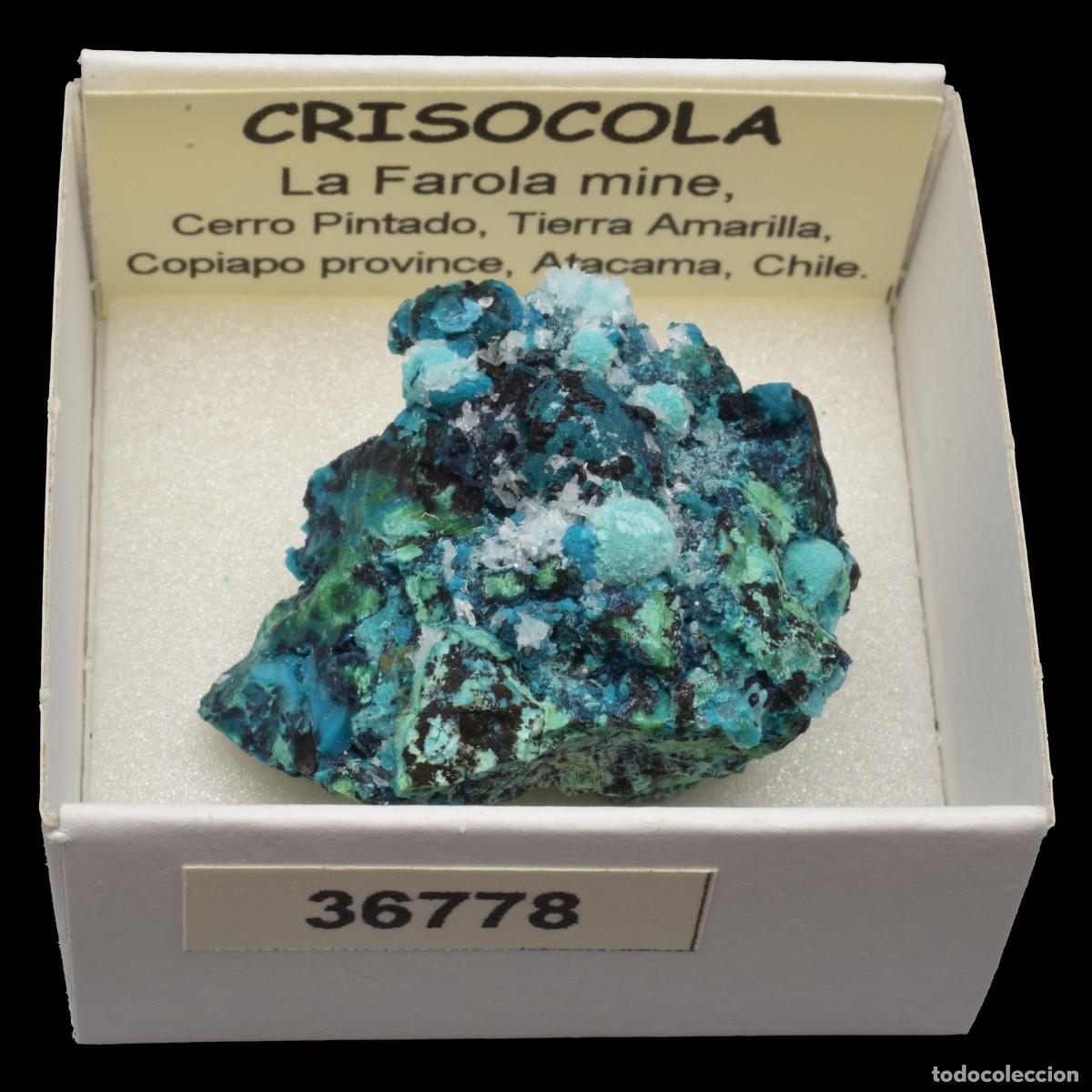 Mineral collecting: CRISOCOLA (La Farola mine, Cerro Pintado, Tierra Amarilla, Copiapo, Atacama, Chile) #36778
