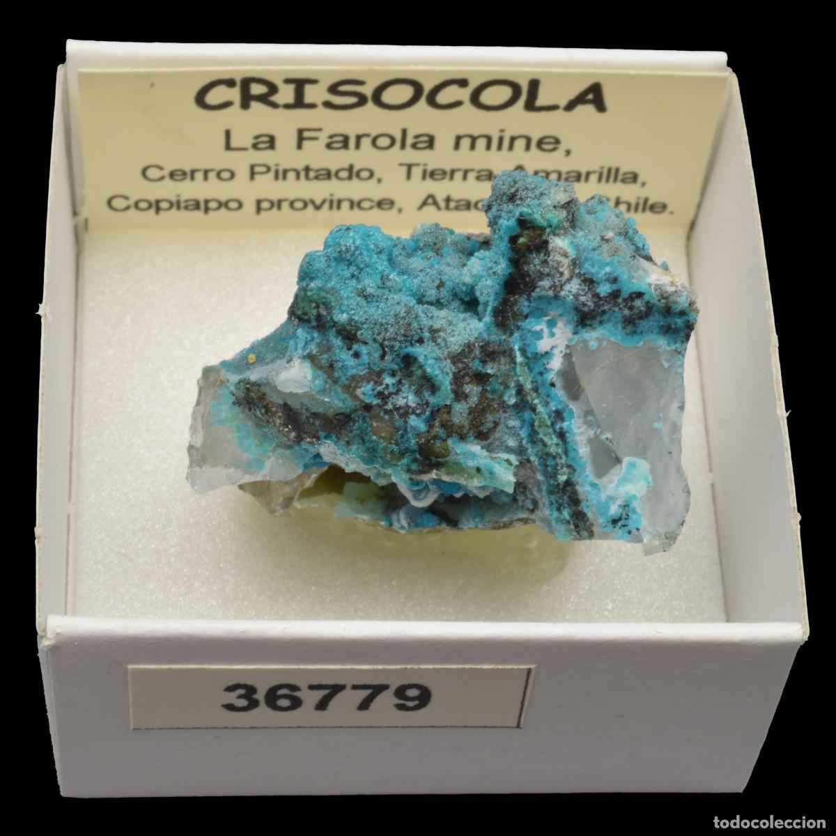 Mineral collecting: CRISOCOLA (La Farola mine, Cerro Pintado, Tierra Amarilla, Copiapo, Atacama, Chile) #36779