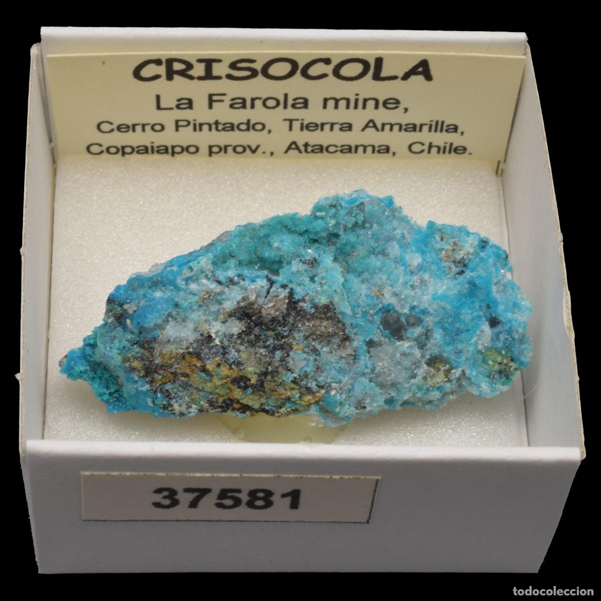 Mineral collecting: CRISOCOLA (La Farola mine, Cerro Pintado, Tierra Amarilla, Copiapo, Atacama, Chile) #37581