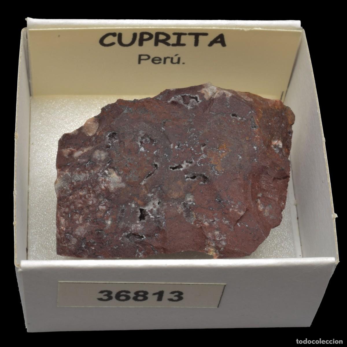 Coleccionismo de minerales: CUPRITA (Peru) #36813 - Foto 1