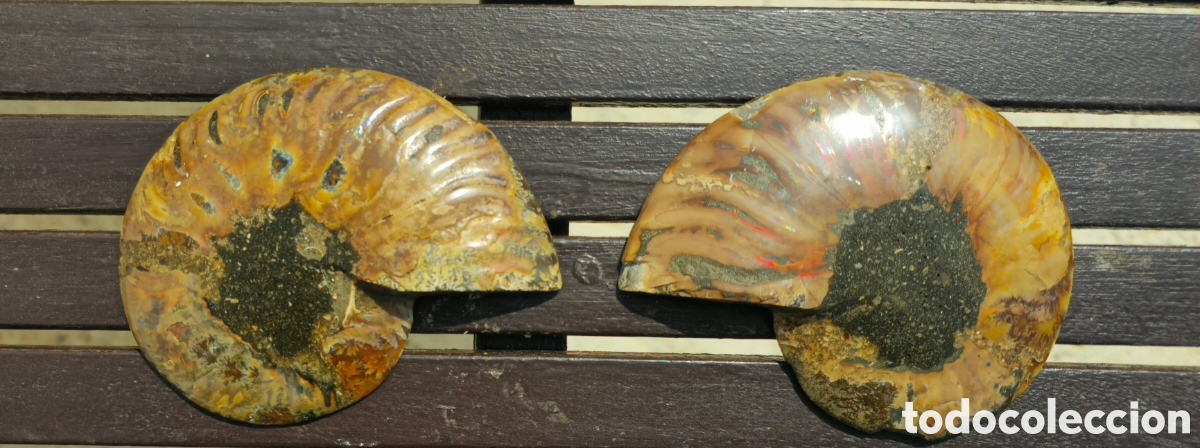 Coleccionismo de minerales: Pareja anmonites pulidos - Foto 2