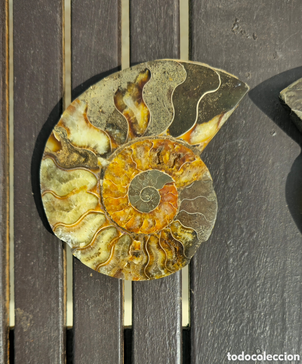 Coleccionismo de minerales: Pareja anmonites pulidos - Foto 3