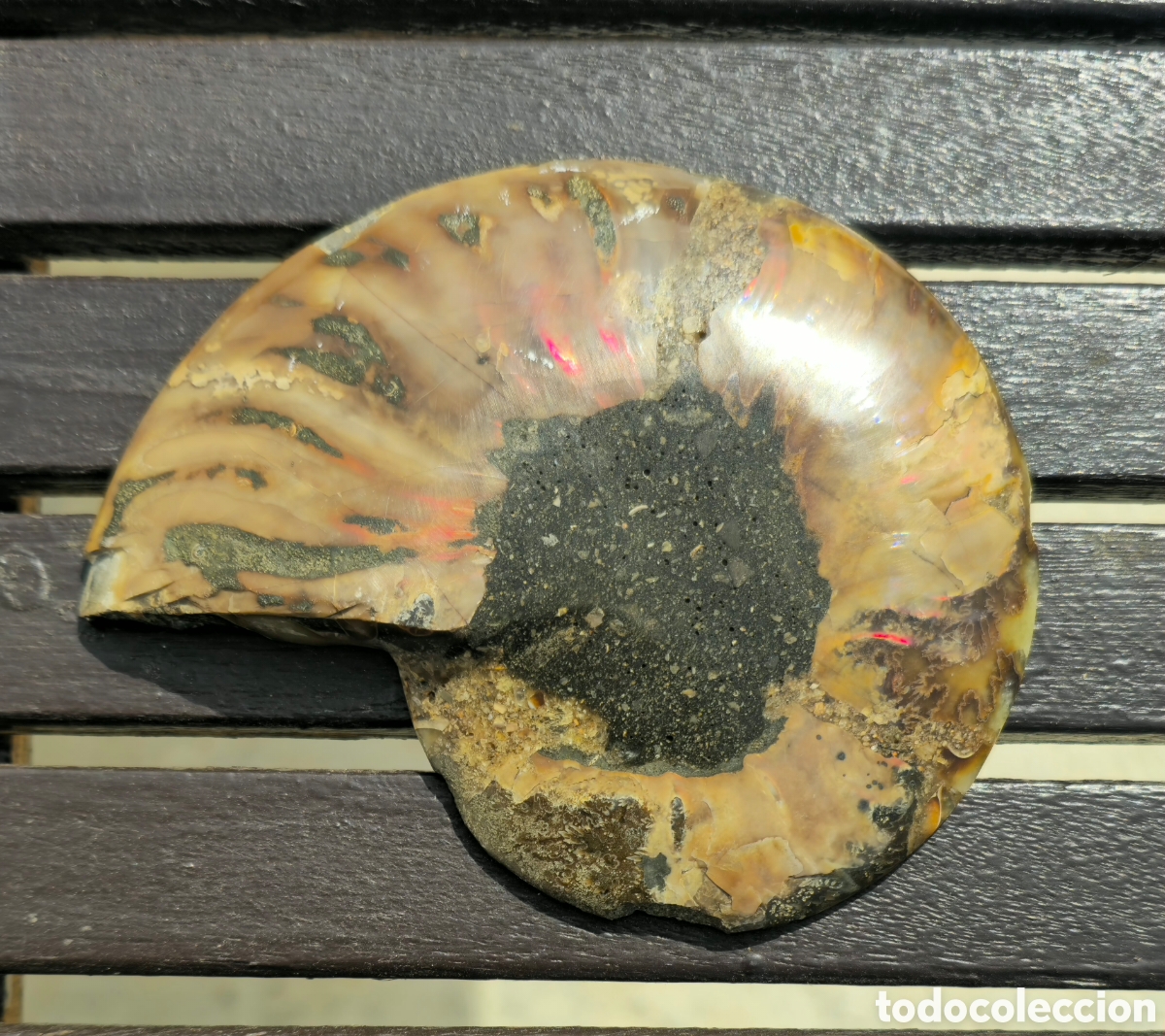 Coleccionismo de minerales: Pareja anmonites pulidos - Foto 4