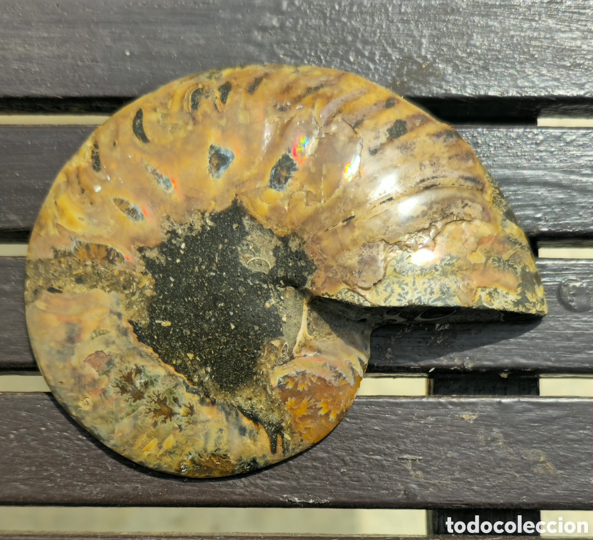 Coleccionismo de minerales: Pareja anmonites pulidos - Foto 5