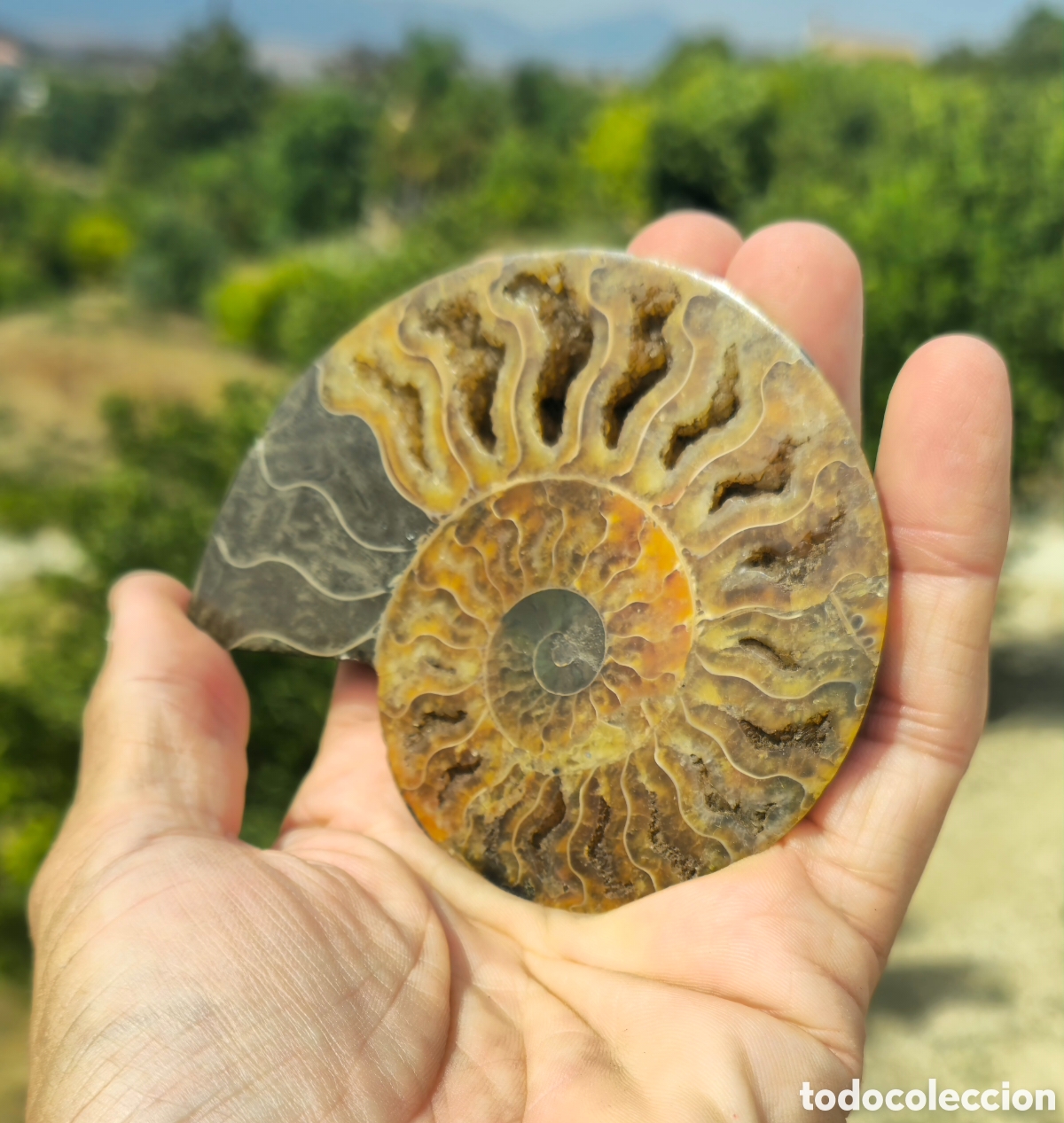Coleccionismo de minerales: Pareja anmonites pulidos - Foto 6