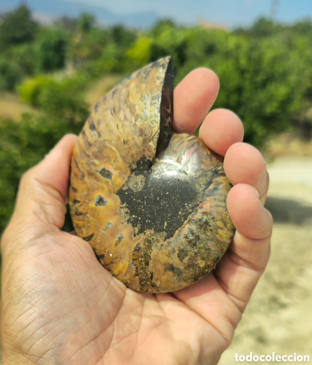 Coleccionismo de minerales: Pareja anmonites pulidos - Foto 7