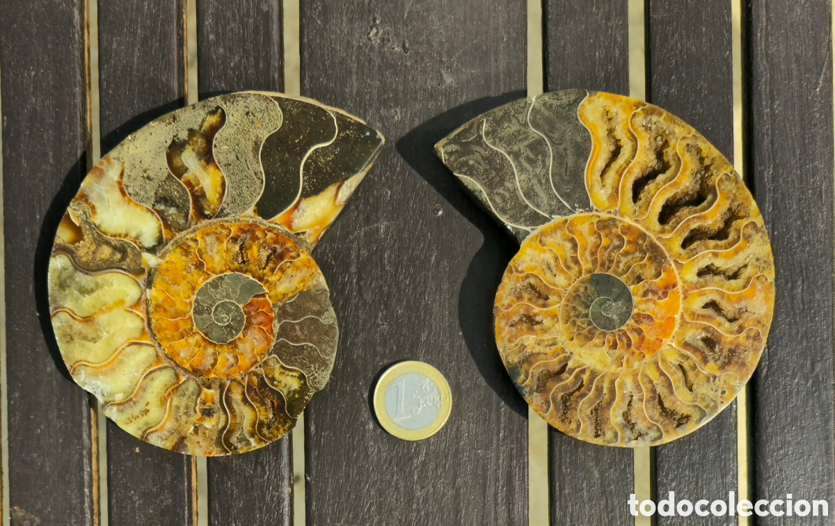 Coleccionismo de minerales: Pareja anmonites pulidos