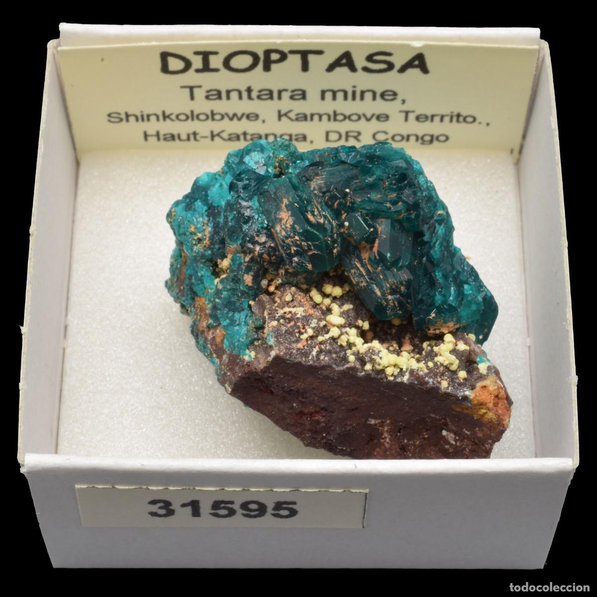 Coleccionismo de minerales: DIOPTASA xx (Tantara mine, Shinkolobwe, Kambove Terr., Haut-Katanga, R.D. Congo) #31595