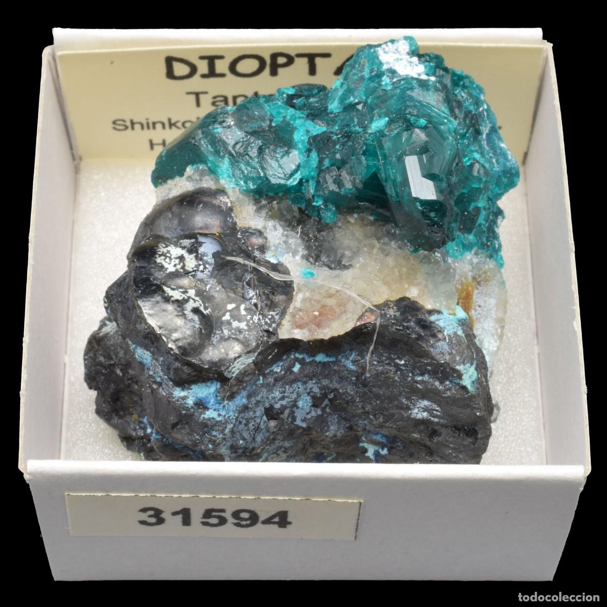 Coleccionismo de minerales: DIOPTASA xx (Tantara mine, Shinkolobwe, Kambove Terr., Haut-Katanga, R.D. Congo) #31594
