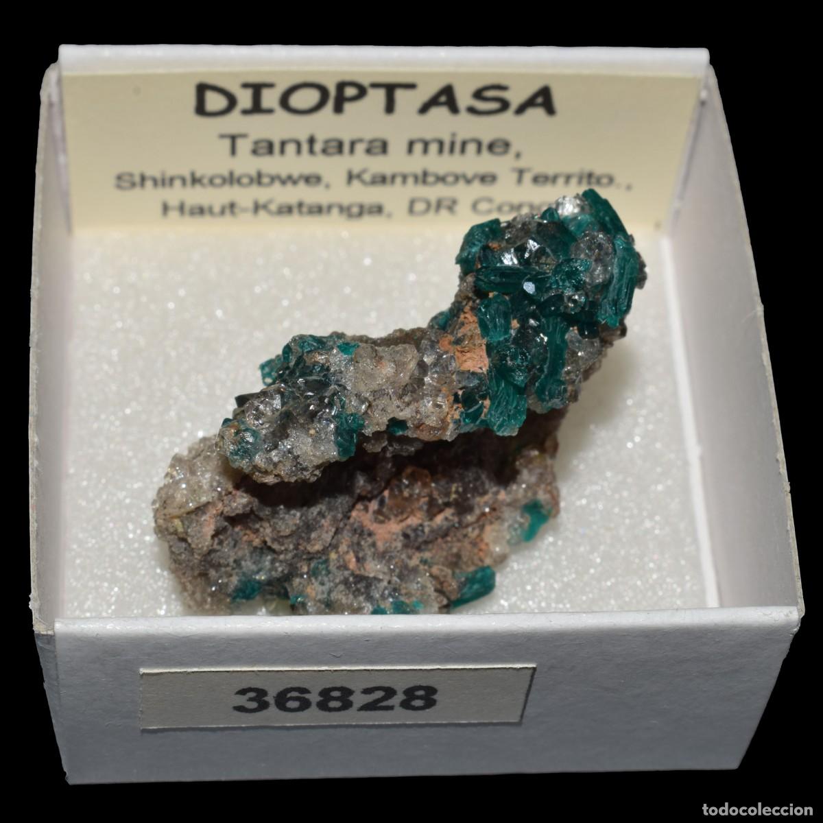 Coleccionismo de minerales: DIOPTASA xx (Tantara mine, Shinkolobwe, Kambove Terr., Haut-Katanga, R.D. Congo) #36828