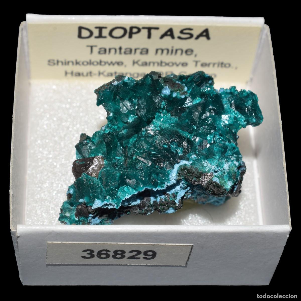 Coleccionismo de minerales: DIOPTASA xx (Tantara mine, Shinkolobwe, Kambove Terr., Haut-Katanga, R.D. Congo) #36829