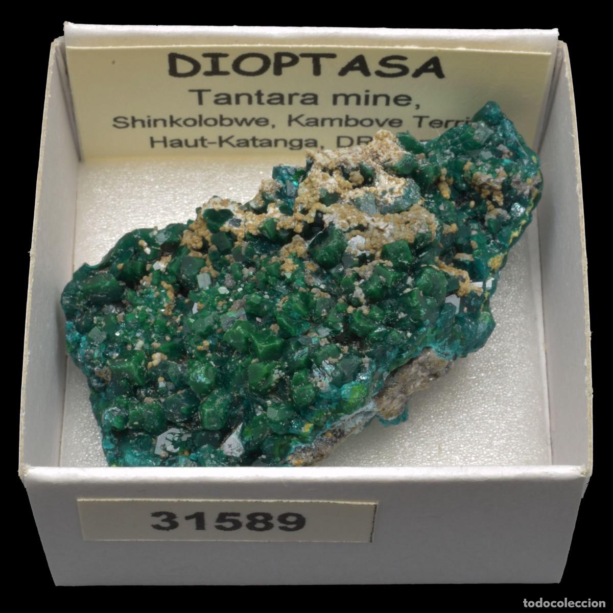 Coleccionismo de minerales: DIOPTASA xx (Tantara mine, Shinkolobwe, Kambove Terr., Haut-Katanga, R.D. Congo) #31589