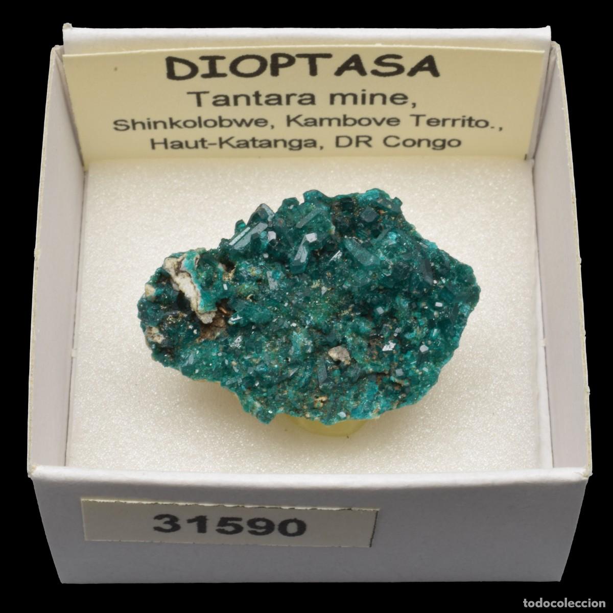 Coleccionismo de minerales: DIOPTASA xx (Tantara mine, Shinkolobwe, Kambove Terr., Haut-Katanga, R.D. Congo) #31590