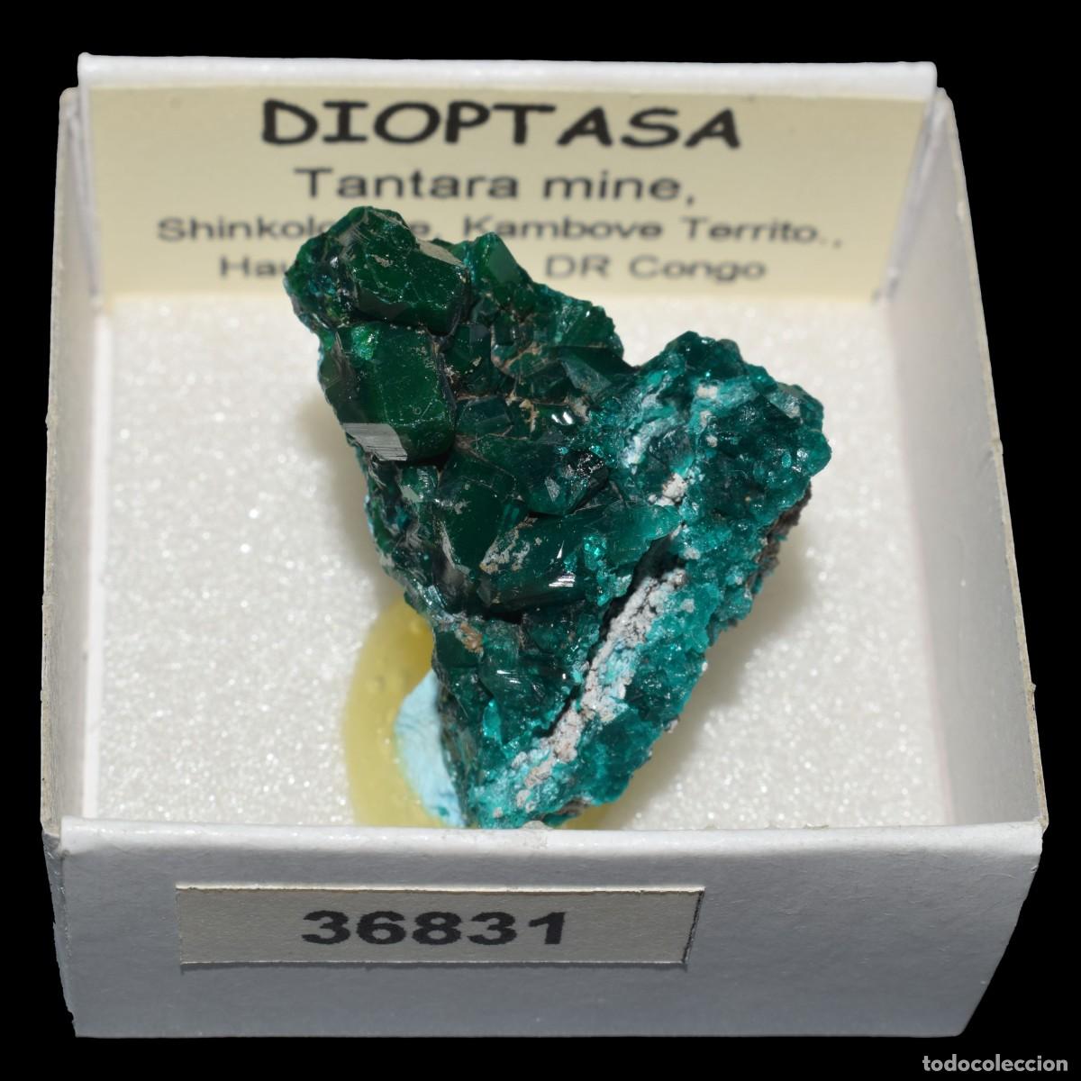 Coleccionismo de minerales: DIOPTASA xx (Tantara mine, Shinkolobwe, Kambove Terr., Haut-Katanga, R.D. Congo) #36831