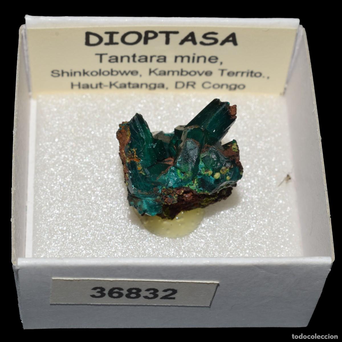 Coleccionismo de minerales: DIOPTASA xx (Tantara mine, Shinkolobwe, Kambove Terr., Haut-Katanga, R.D. Congo) #36832