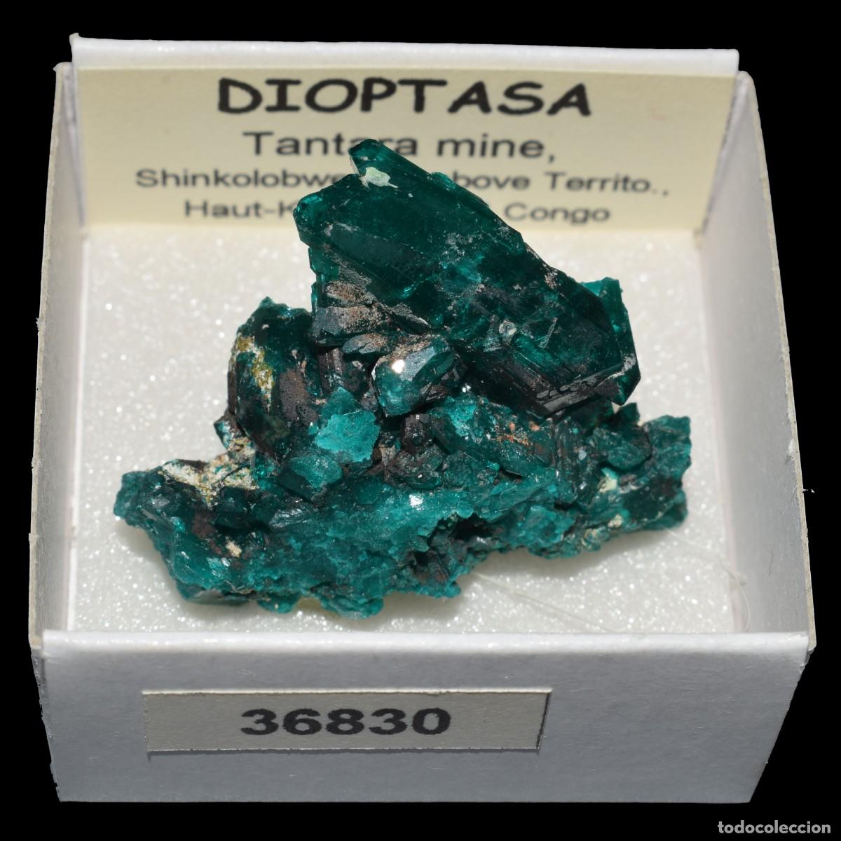Coleccionismo de minerales: DIOPTASA xx (Tantara mine, Shinkolobwe, Kambove Terr., Haut-Katanga, R.D. Congo) #36830