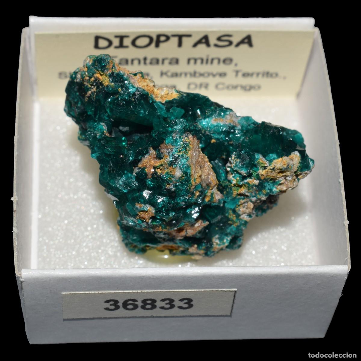 Coleccionismo de minerales: DIOPTASA xx (Tantara mine, Shinkolobwe, Kambove Terr., Haut-Katanga, R.D. Congo) #36833