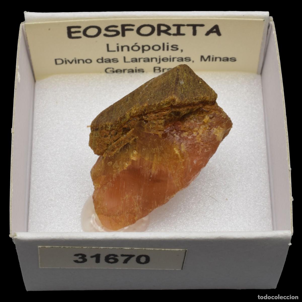 Coleccionismo de minerales: EOSFORITA (Linopolis, Divino das Lanjeiras, Minas Gerais, Brasil) #31670
