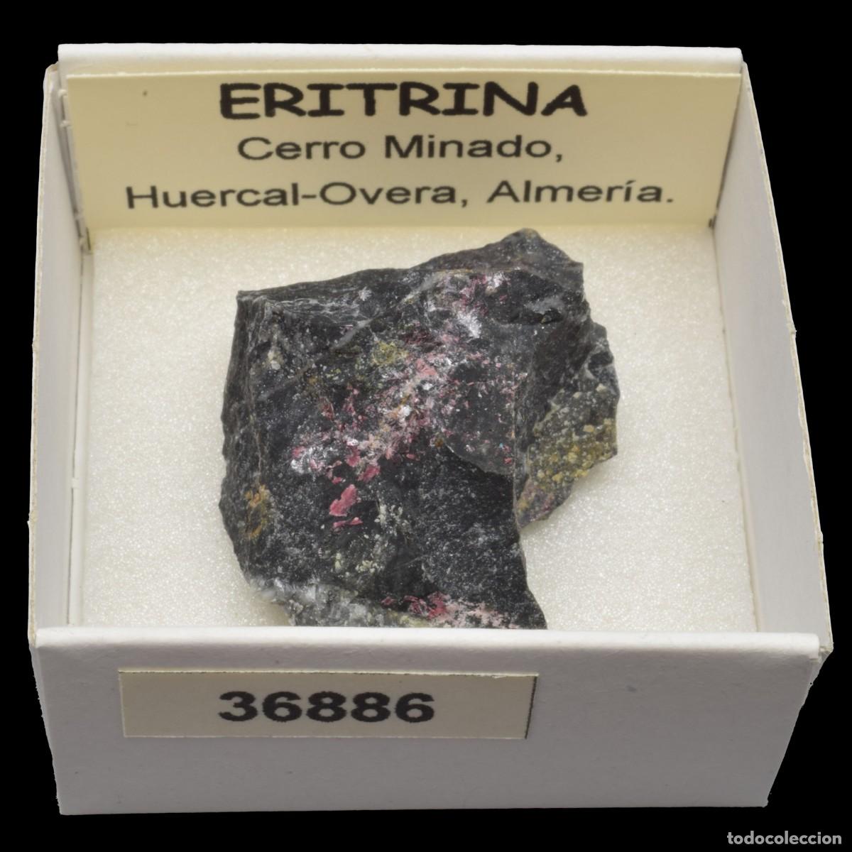 Coleccionismo de minerales: ERITRINA (Cerro Minado, Huercal-Overa, Almeria, Espa&ntilde;a) #36886