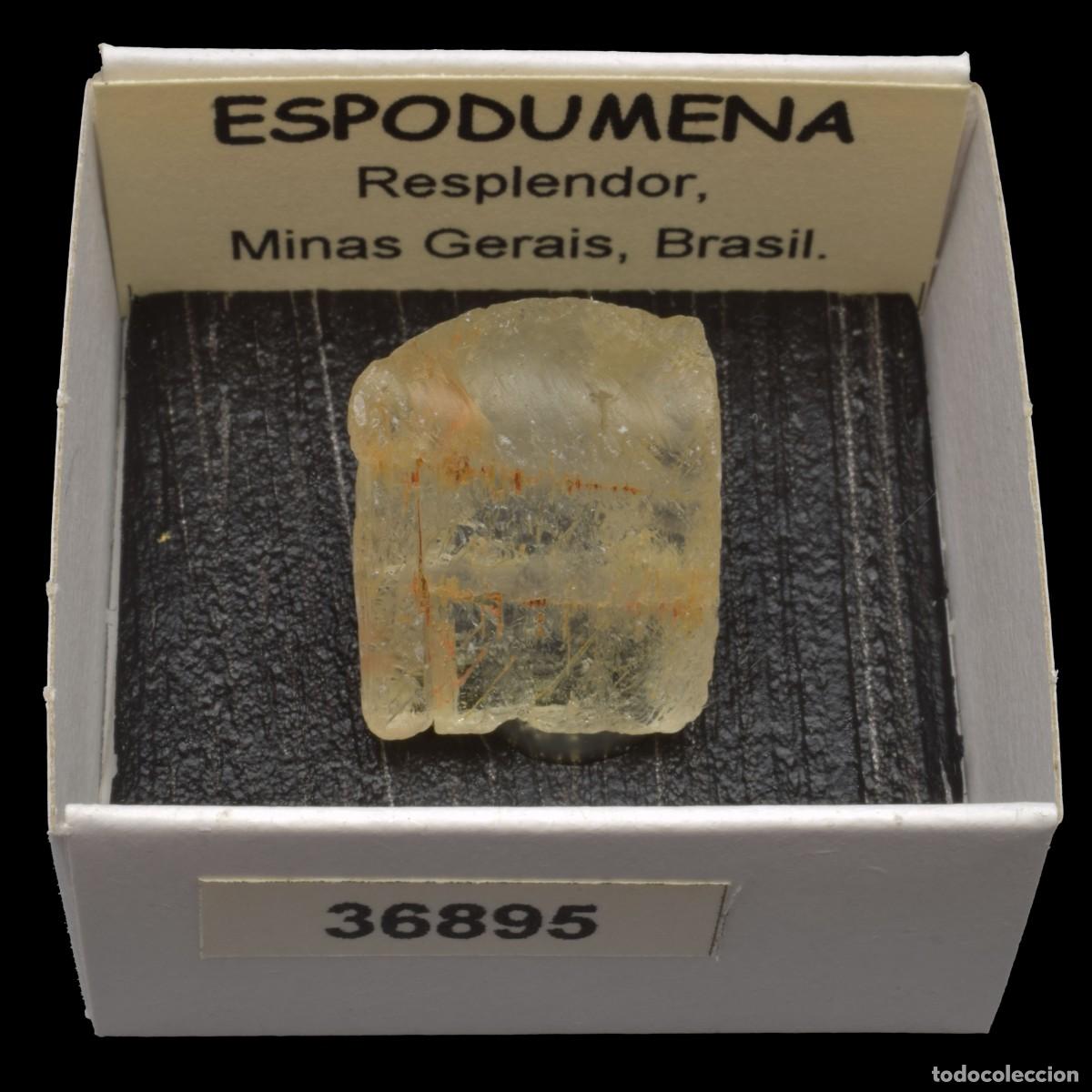 Coleccionismo de minerales: ESPODUMENA cristal (Resplendor, Minas Gerais, Brasil) #36895