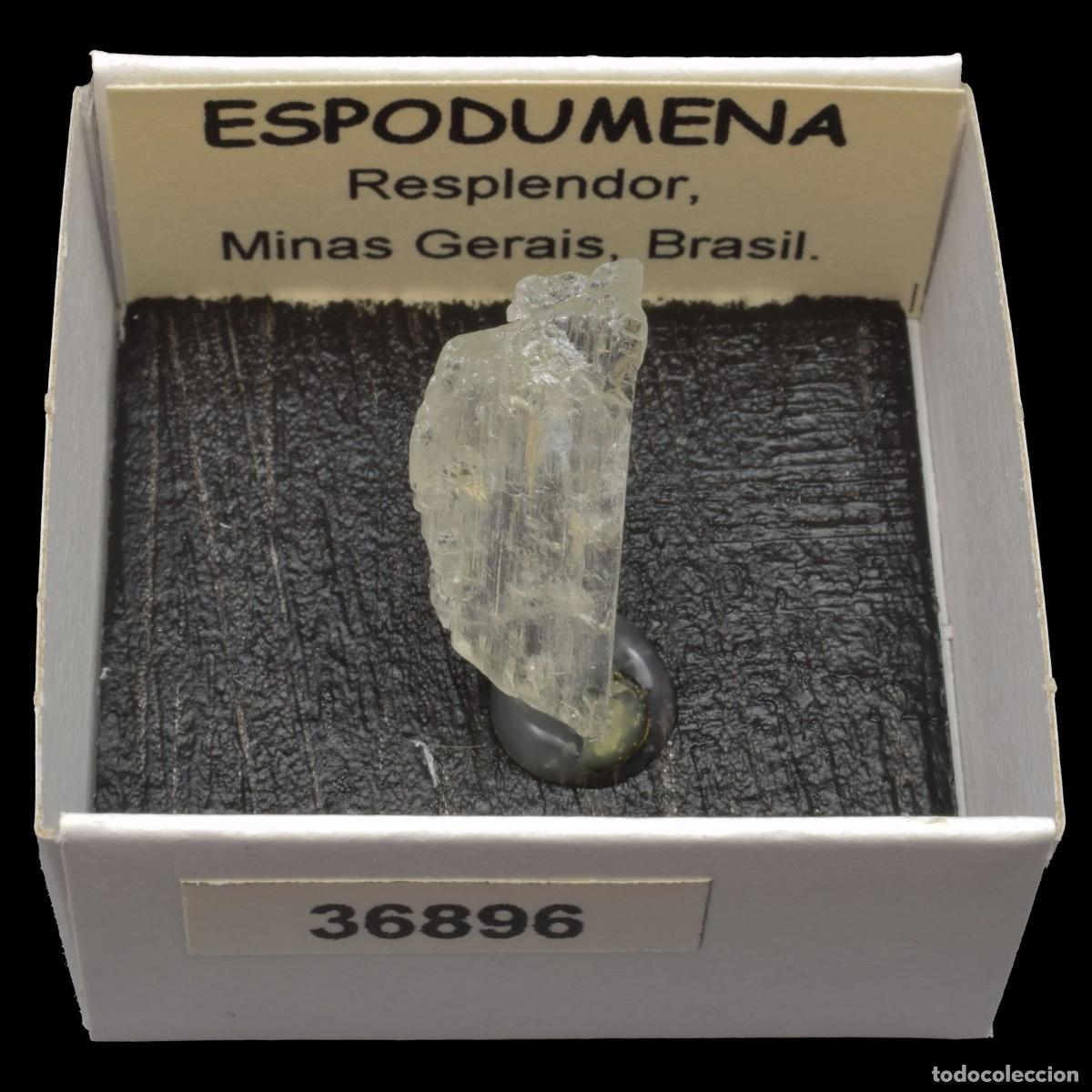 Coleccionismo de minerales: ESPODUMENA cristal (Resplendor, Minas Gerais, Brasil) #36896
