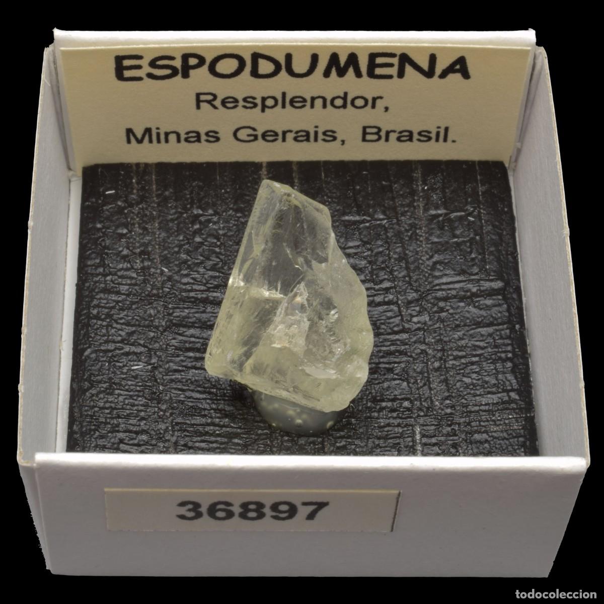 Coleccionismo de minerales: ESPODUMENA cristal (Resplendor, Minas Gerais, Brasil) #36897