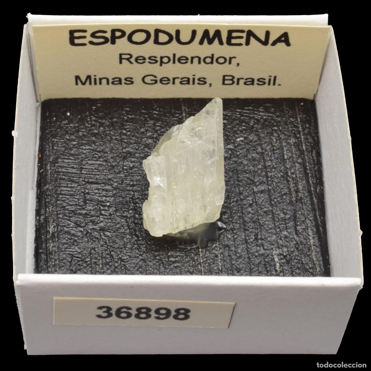 Coleccionismo de minerales: ESPODUMENA cristal (Resplendor, Minas Gerais, Brasil) #36898