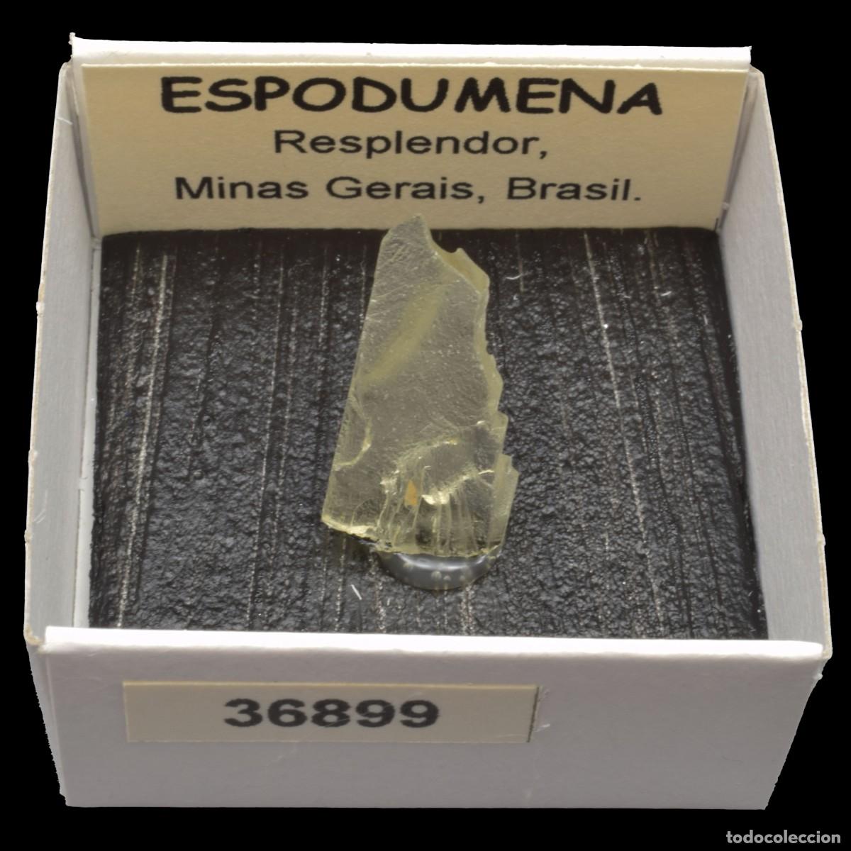 Coleccionismo de minerales: ESPODUMENA cristal (Resplendor, Minas Gerais, Brasil) #36899