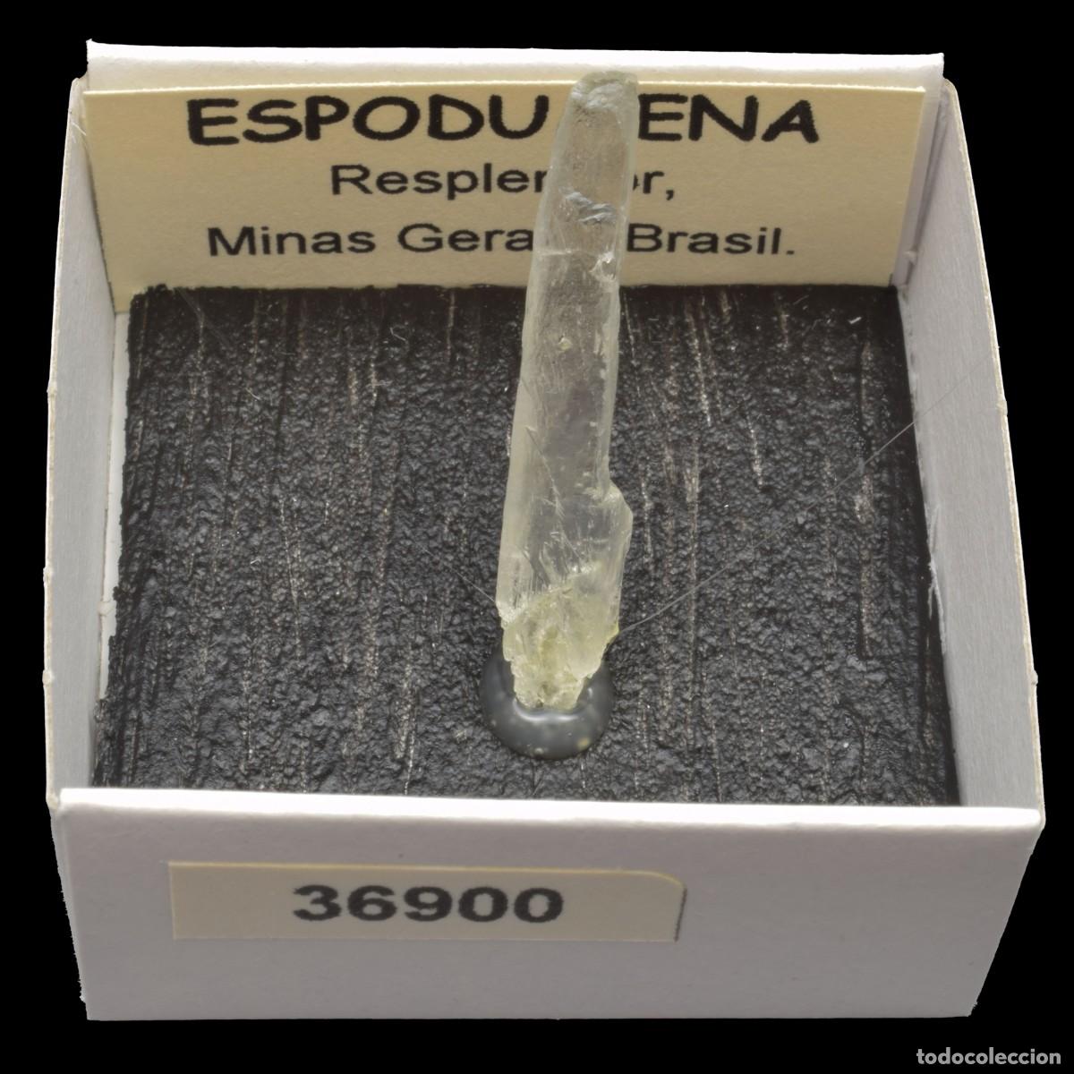 Coleccionismo de minerales: ESPODUMENA cristal (Resplendor, Minas Gerais, Brasil) #36900