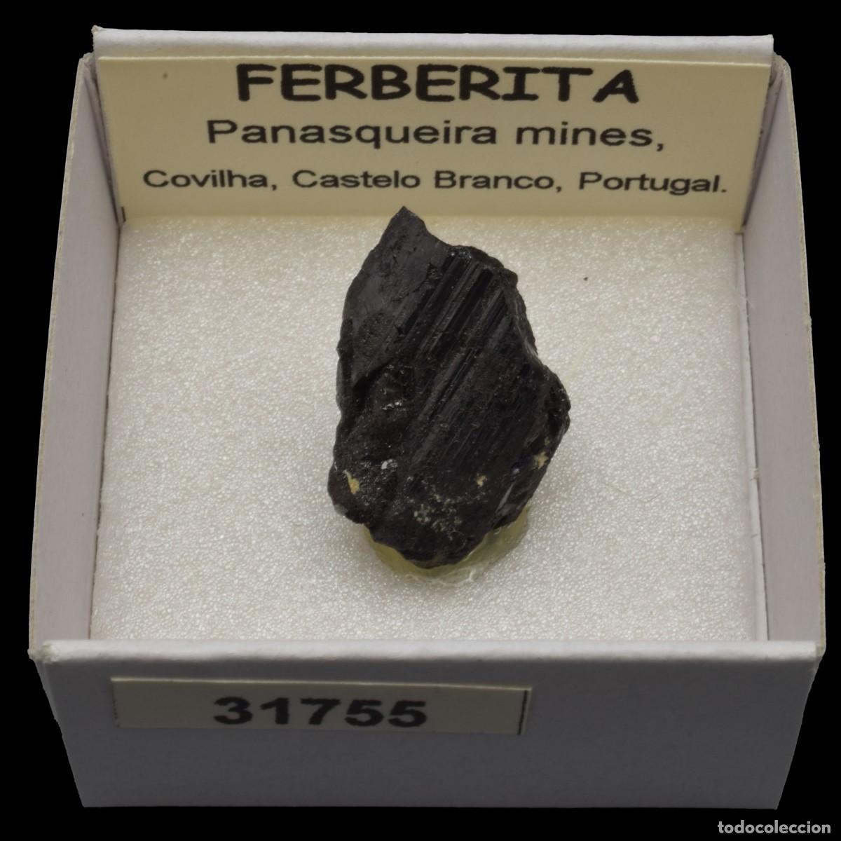 Coleccionismo de minerales: FERBERITA (Panasqueira mines, Covilha, Castelo Branco, Portugal) #31755