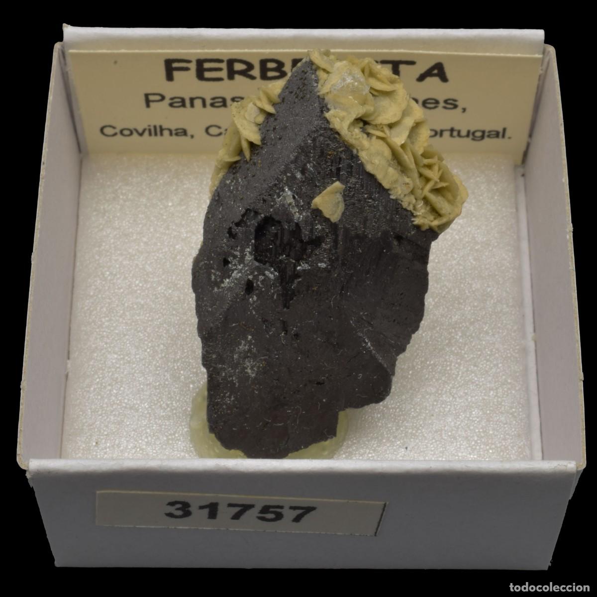 Coleccionismo de minerales: FERBERITA Cristal (Panasqueira mines, Covilha, Castelo Branco, Portugal) #31757