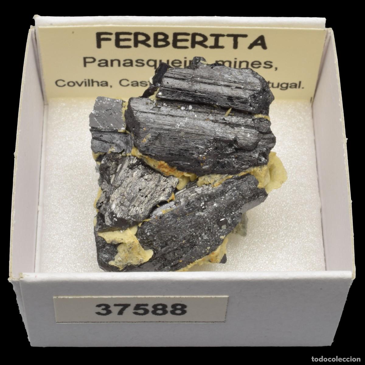 Coleccionismo de minerales: FERBERITA Cristal (Panasqueira mines, Covilha, Castelo Branco, Portugal) #37588
