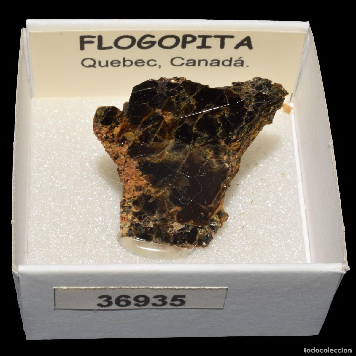 Mineral collecting: FLOGOPITA (Quebec, Canada) #36935