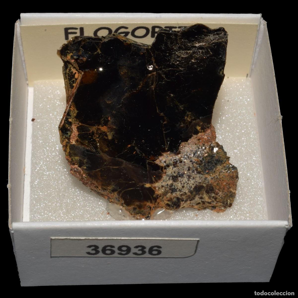 Mineral collecting: FLOGOPITA (Quebec, Canada) #36936
