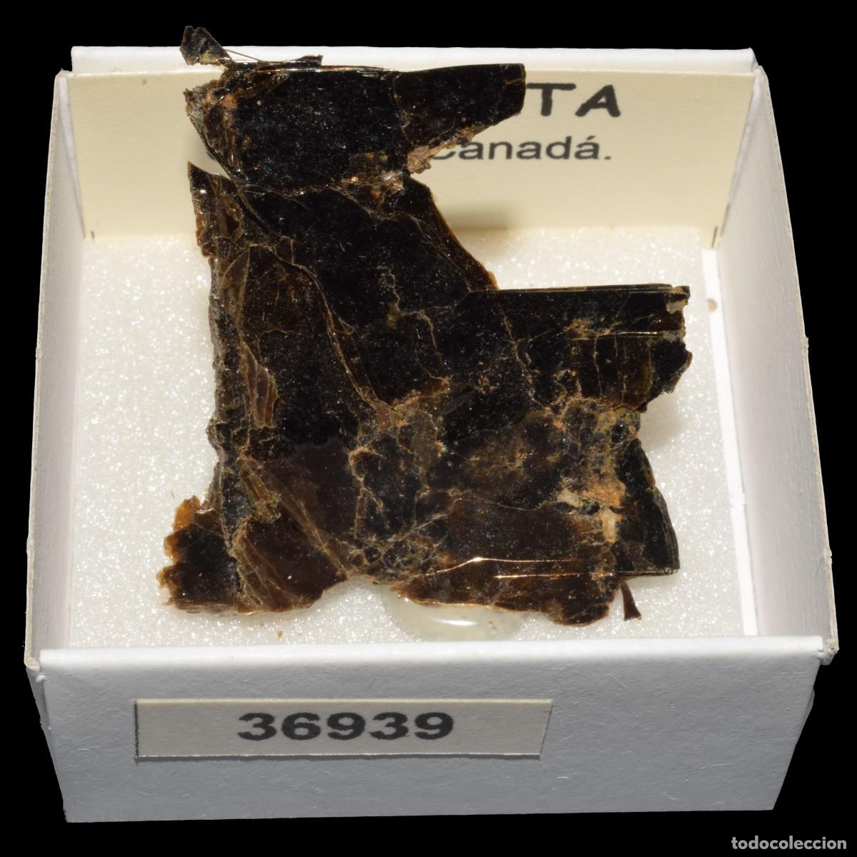 Mineral collecting: FLOGOPITA (Quebec, Canada) #36939