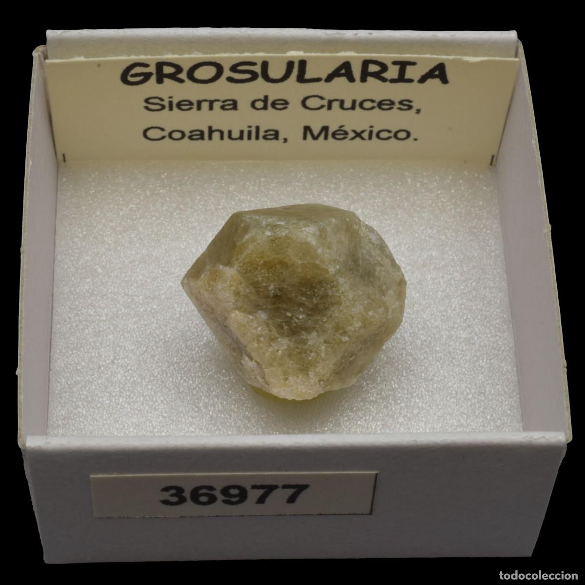 Coleccionismo de minerales: GROSULARIA (Sierra de Cruces, Coahuila, M&eacute;xico) #36977