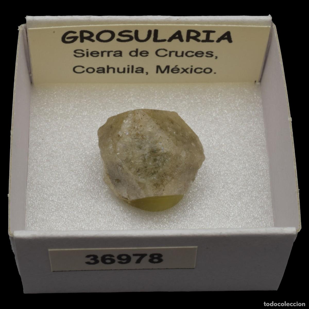 Coleccionismo de minerales: GROSULARIA (Sierra de Cruces, Coahuila, M&eacute;xico) #36978
