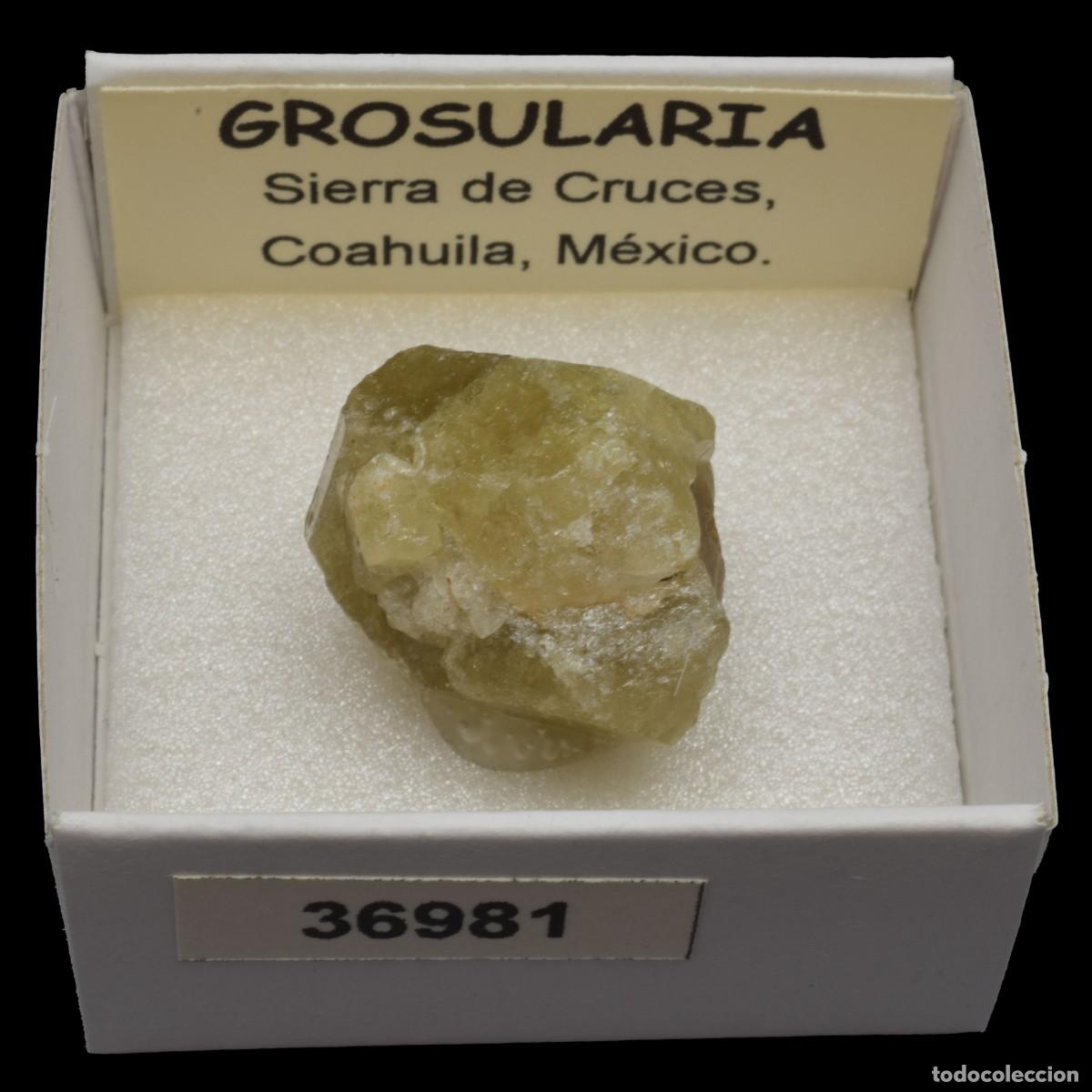 Coleccionismo de minerales: GROSULARIA (Sierra de Cruces, Coahuila, M&eacute;xico) #36981