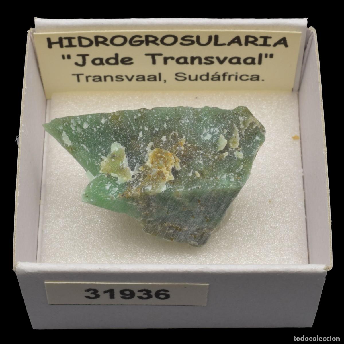 Coleccionismo de minerales: HIDROGROSULARIA &rdquo;Jade Transvaal&rdquo; (Transvaal, Sudafrica) #31936