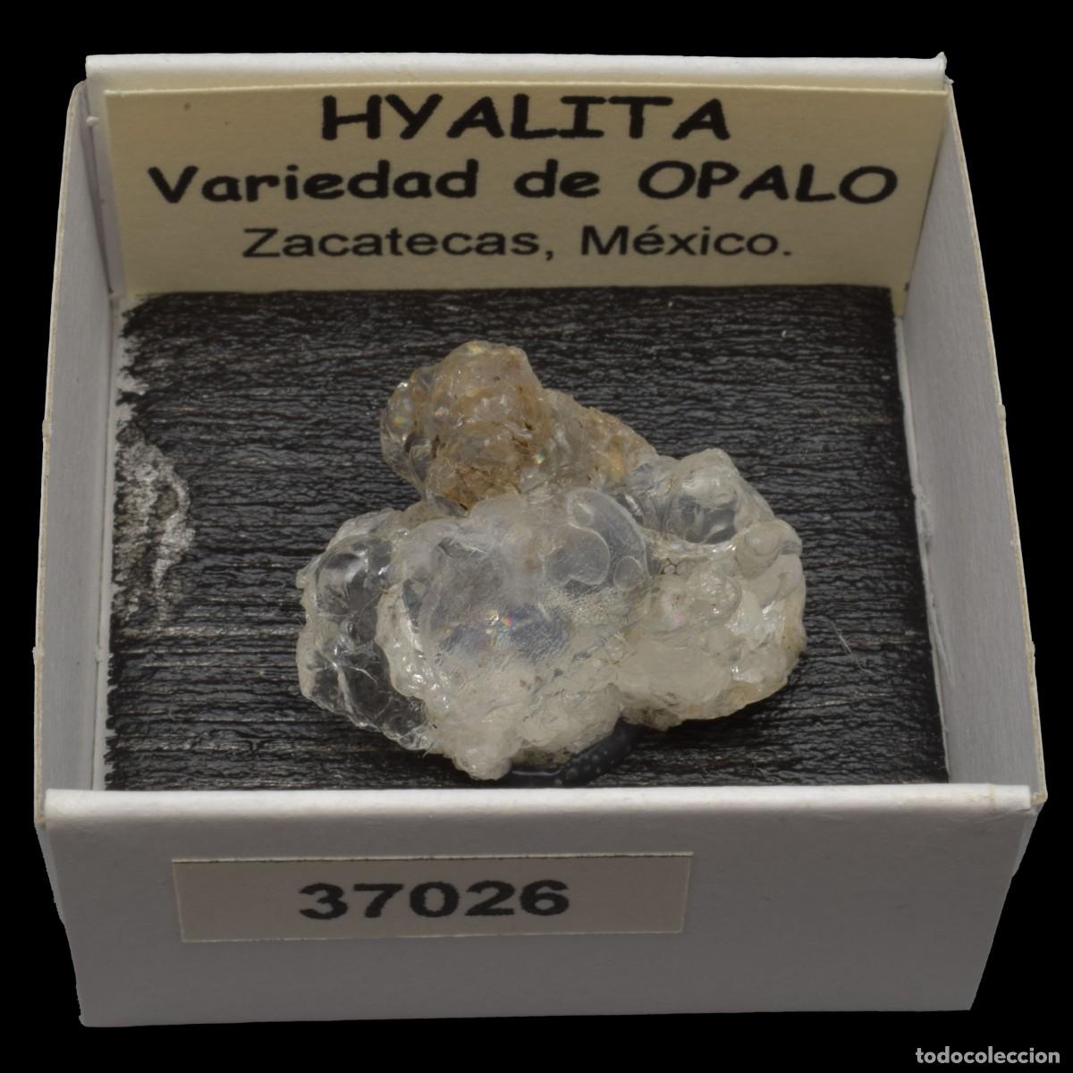 Coleccionismo de minerales: HYALITA (Zacatecas, Mexico) #37026