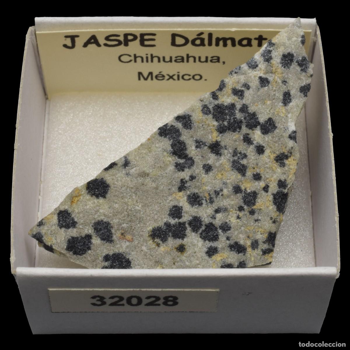 Coleccionismo de minerales: JASPE Dalmata (Chihuahua, Mexico) #32028